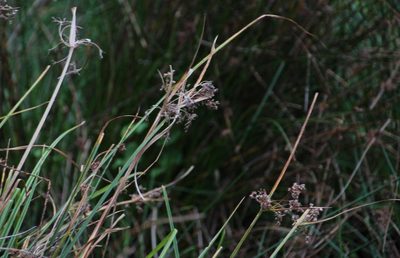 Cyperus pulcher, photographed by Tony Rebelo