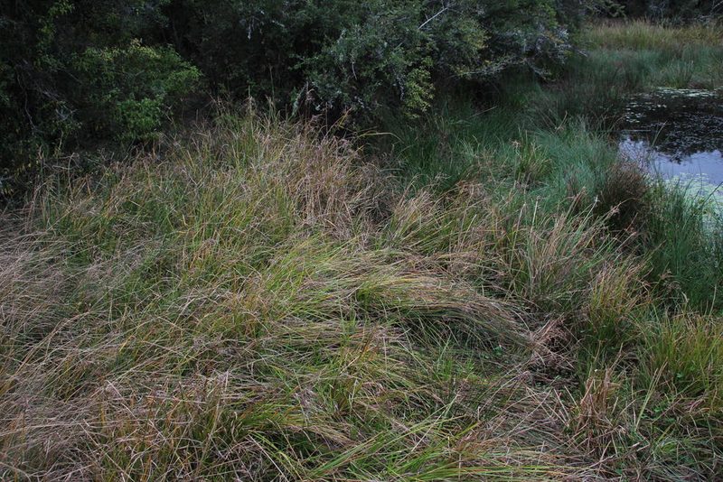 Cyperus pulcher, photographed by Tony Rebelo