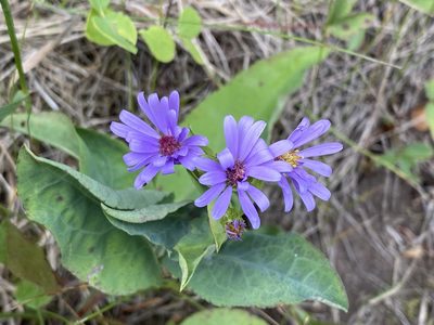 Symphyotrichum laeve, photographed by allan5519