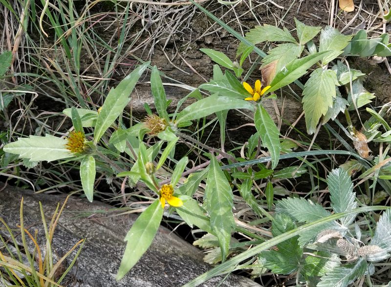 Bidens amplissima, photographed by Trevor Van Loon