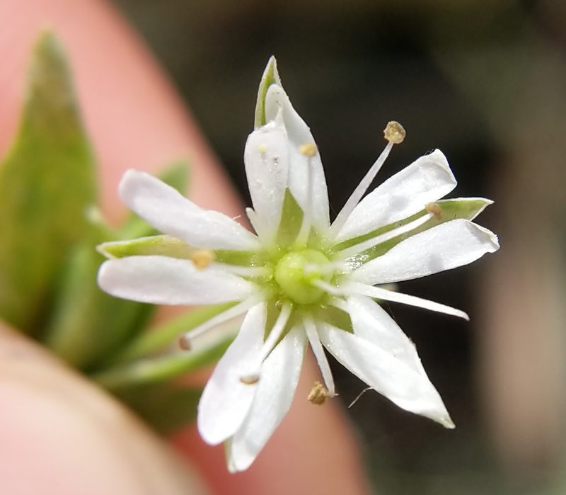 Stellaria humifusa, photographed by Trevor Van Loon