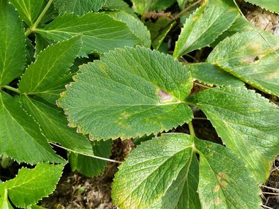 Angelica lucida