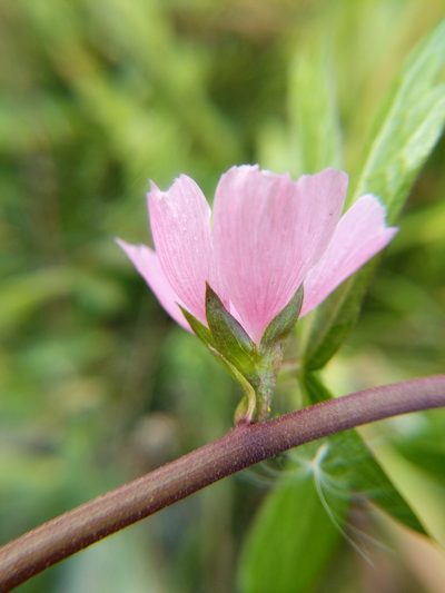 Sidalcea hendersonii, photographed by Trevor Van Loon