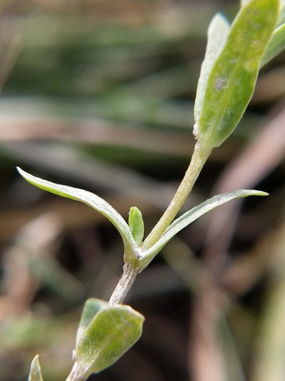 Stellaria humifusa, photographed by Trevor Van Loon