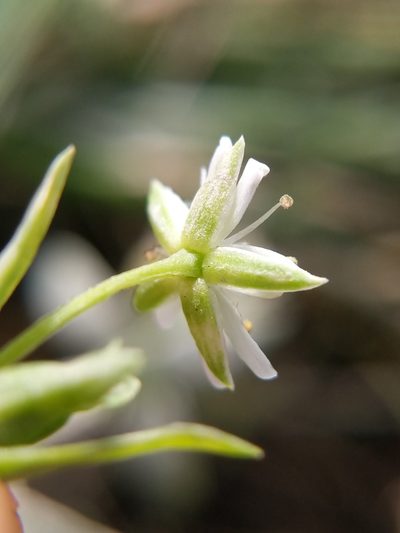 Stellaria humifusa, photographed by Trevor Van Loon