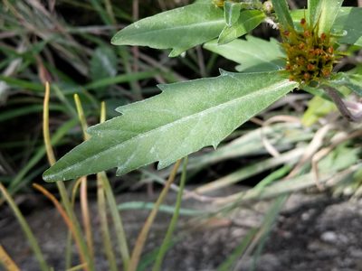 Bidens amplissima, photographed by Trevor Van Loon