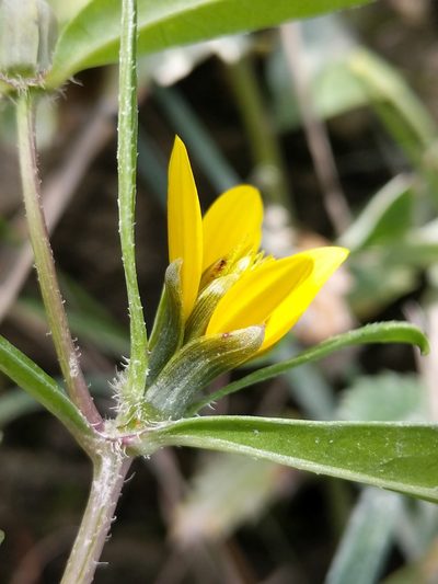 Bidens amplissima, photographed by Trevor Van Loon