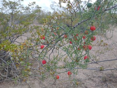 Ibervillea tenuisecta, photographed by Alejandro Sigala Chávez