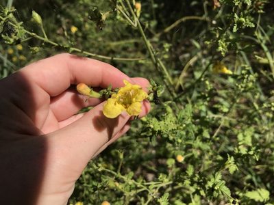 Aureolaria pedicularia, photographed by Rae Bosley
