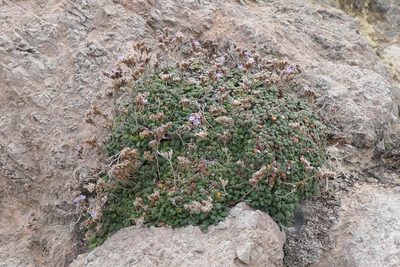 Limonium minutum, photographed by Rafael Medina