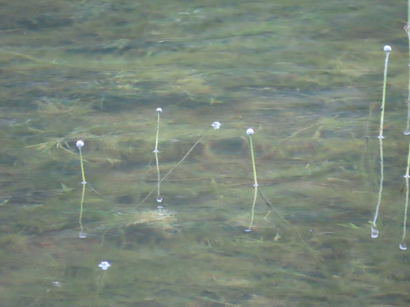 Eriocaulon aquaticum, photographed by Carter Dorscht