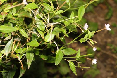 Epilobium montanum, photographed by Stephen James McWilliam