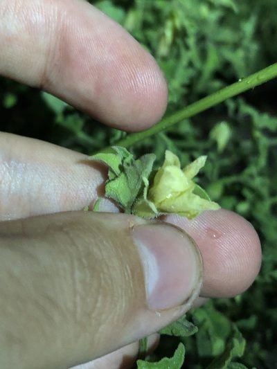Physalis hederifolia, photographed by Jared Shorma