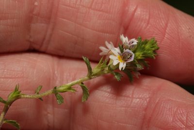 Euphrasia officinalis, photographed by Stephen James McWilliam