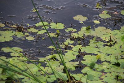 Marsilea macrocarpa, photographed by Tony Rebelo