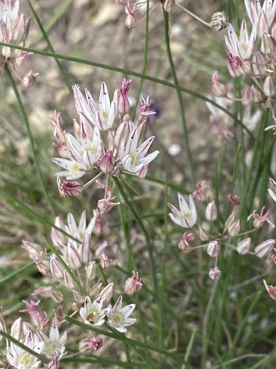Allium moschatum, photographed by Светлана Царахова