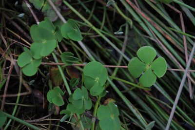 Marsilea macrocarpa, photographed by Tony Rebelo