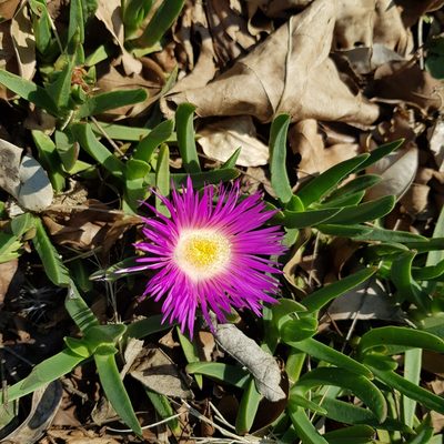 Carpobrotus dimidiatus, photographed by Margaret Burger