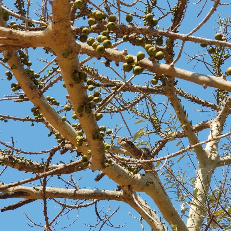 Ficus tremula, photographed by Margaret Burger