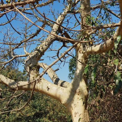 Ficus tremula, photographed by Margaret Burger