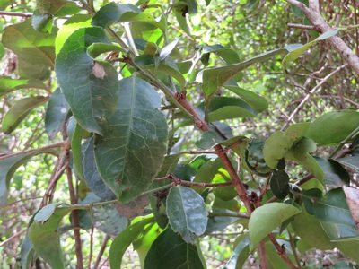 Elaeodendron buchananii, photographed by Jens-Christian Svenning