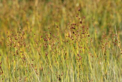 Cladium mariscoides, photographed by Quinten Wiegersma