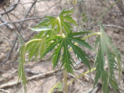Jatropha macrorhiza, photographed by Alejandro Sigala Chávez