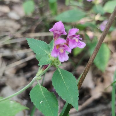 Galeopsis pubescens, photographed by Sarka Masova