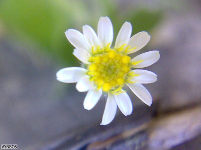 Felicia cymbalariae, photographed by Chris Vynbos