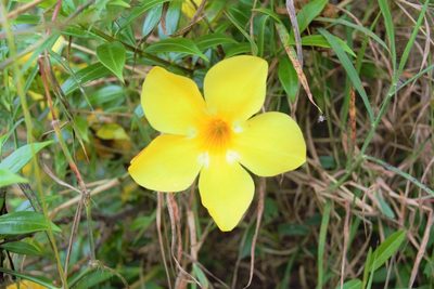 Allamanda cathartica, photographed by Anthony Batista