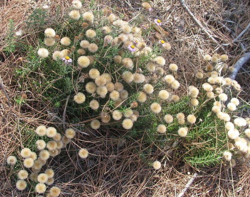 Athrixia capensis, photographed by douglaseustonbrown