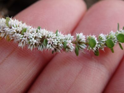 Illecebrum verticillatum, photographed by Carminda Santos