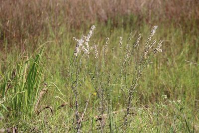 Pterocaulon virgatum, photographed by Mimi Posey