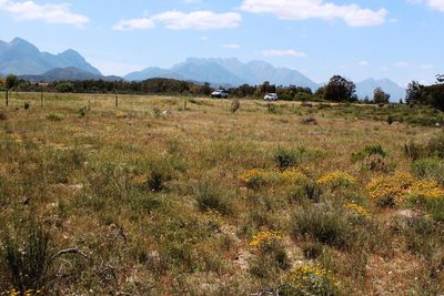 Helichrysum rutilans, photographed by Tony Rebelo