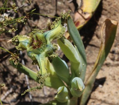Ferraria variabilis, photographed by Tony Rebelo