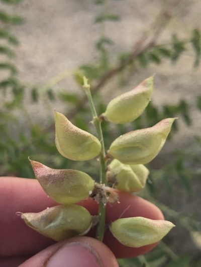 Astragalus idrietorum, photographed by Amy Huie
