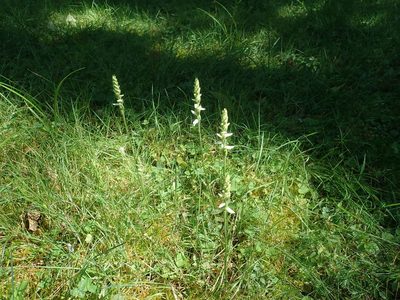 Spiranthes cernua, photographed by Lynn Harper
