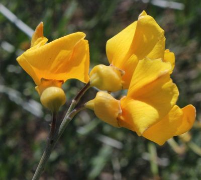 Calobota cytisoides, photographed by Tony Rebelo