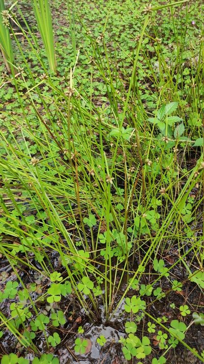 Marsilea quadrifolia, photographed by Andrea Mologni