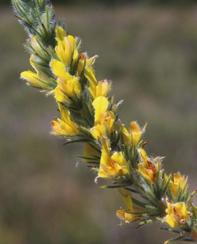 Aspalathus puberula, photographed by Tony Rebelo
