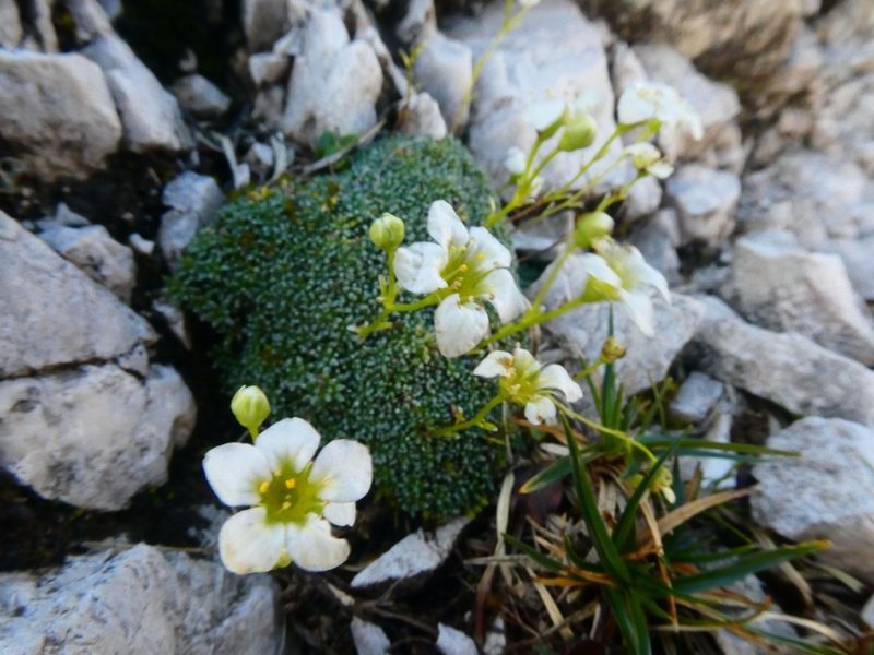 Saxifraga squarrosa, photographed by kfa