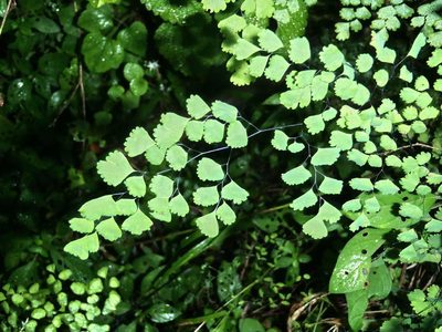 Adiantum poiretii, photographed by Nicola van Berkel