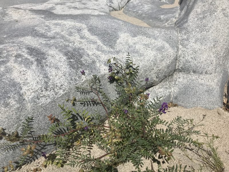 Astragalus idrietorum, photographed by Amy Huie