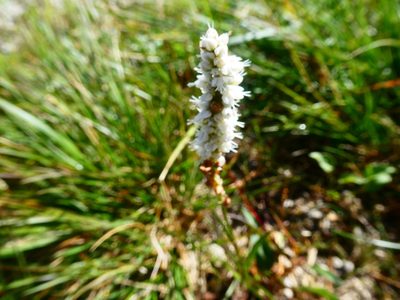 Persicaria vivipara, photographed by kfa