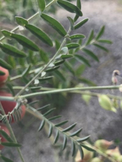 Astragalus idrietorum, photographed by Amy Huie
