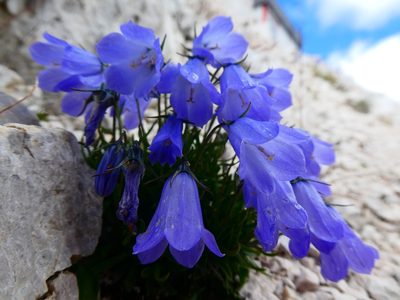 Campanula cochleariifolia, photographed by kfa