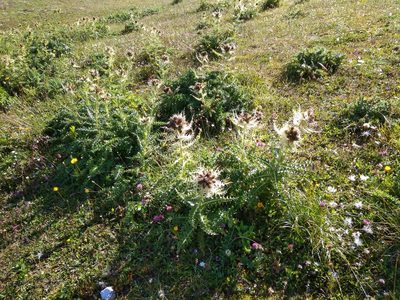 Cirsium spinosissimum, photographed by kfa