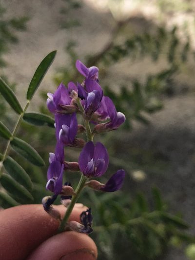 Astragalus idrietorum, photographed by Amy Huie