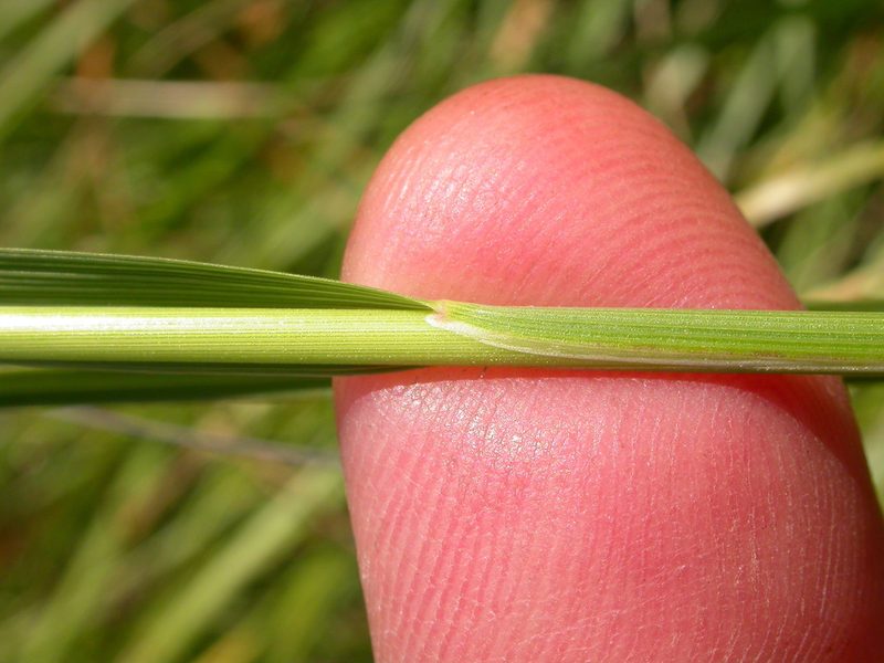 Eriocoma nelsonii, photographed by Matt Lavin