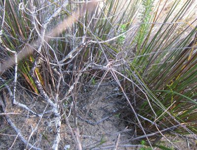 Schoenus arenicola, photographed by douglaseustonbrown